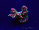 WYSIWYG Acropora Maricultuur geacclimatiseerd LED