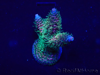 WYSIWYG Acropora 15V3 Mariculture acclimaté led