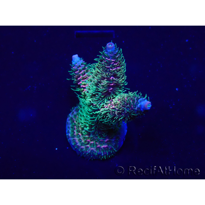 WYSIWYG Acropora Maricultura aclimatada LED
