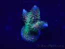 WYSIWYG Acropora 15V3 Mariculture acclimaté led