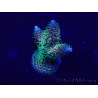 WYSIWYG Acropora Marikultur akklimatisiert LED