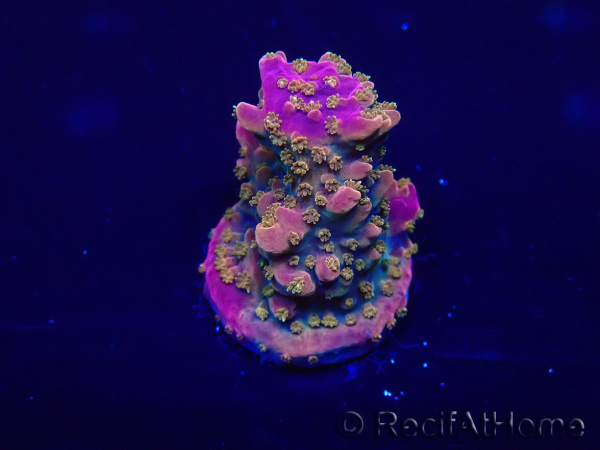 WYSIWYG Acropora Mariculture acclimated LED
