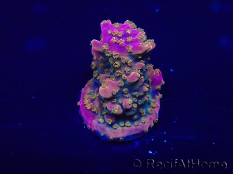 WYSIWYG Acropora Maricoltura acclimatata a LED
