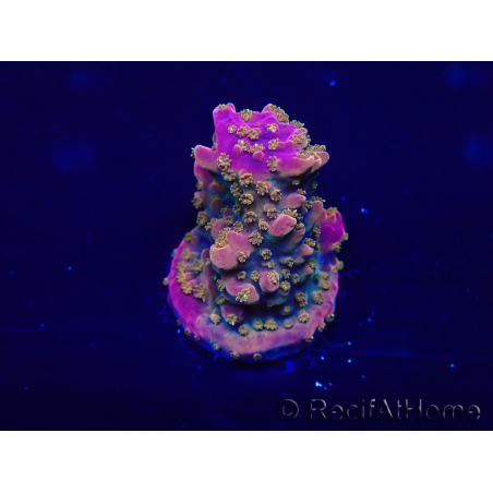 WYSIWYG Acropora Maricultura aclimatada LED