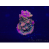 WYSIWYG Acropora 15V4 Mariculture acclimaté led