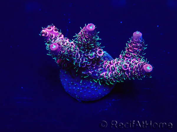 WYSIWYG Acropora Mariculture acclimated LED
