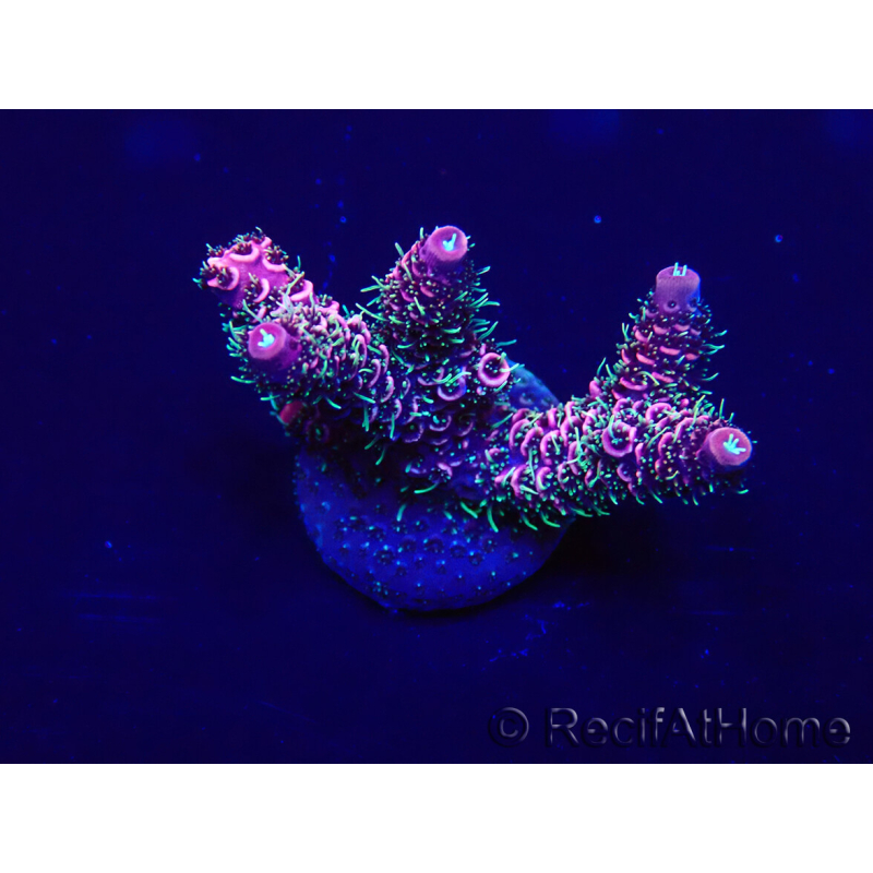 WYSIWYG Acropora 15V6 Mariculture acclimaté led
