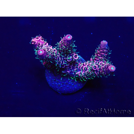 WYSIWYG Acropora 15V6 Mariculture acclimaté led