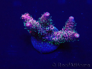 WYSIWYG Acropora Mariculture acclimated LED