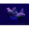 WYSIWYG Acropora 15V6 Mariculture acclimaté led