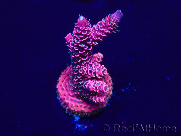 WYSIWYG Acropora Maricultuur geacclimatiseerd LED