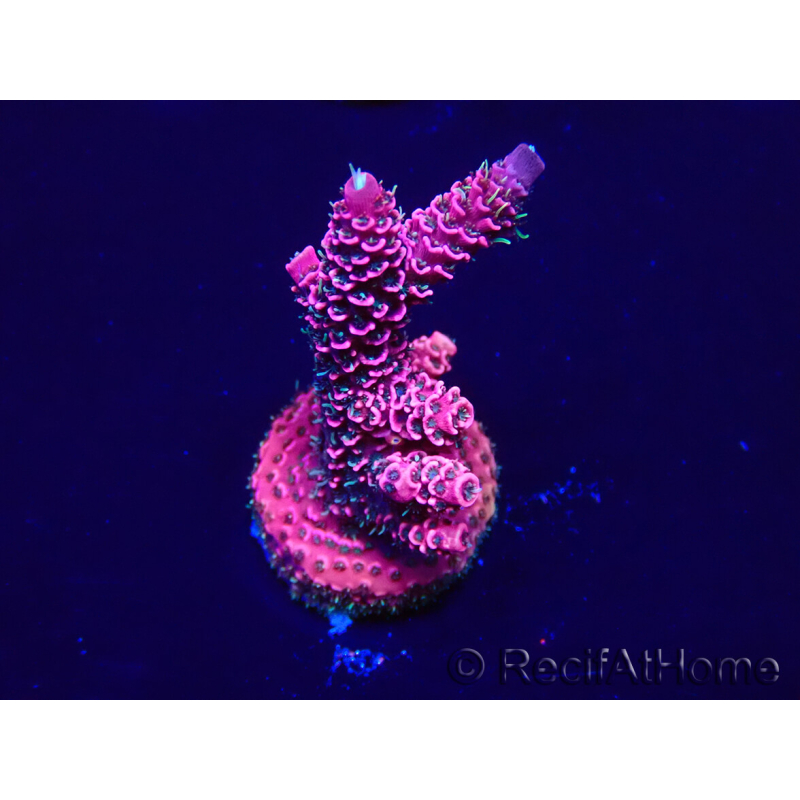 WYSIWYG Acropora 15V7 Mariculture acclimaté led