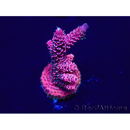 WYSIWYG Acropora Maricoltura acclimatata a LED