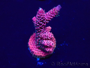 WYSIWYG Acropora Marikultur akklimatisiert LED