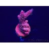 WYSIWYG Acropora Maricultura aclimatada LED