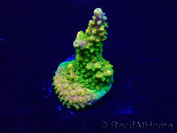 WYSIWYG Acropora Maricoltura acclimatata a LED