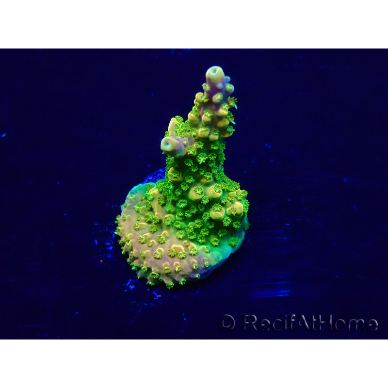 WYSIWYG Acropora Maricultura aclimatada LED