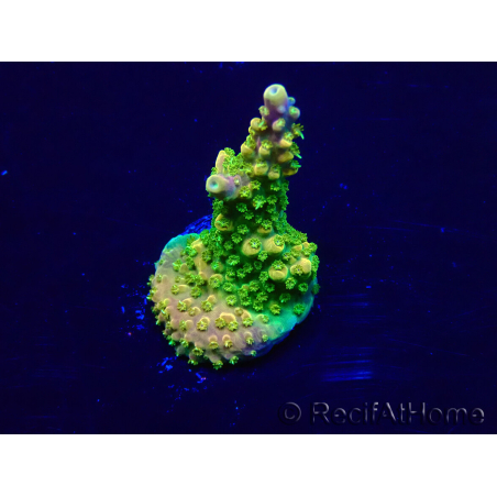 WYSIWYG Acropora Mariculture acclimated LED
