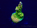 WYSIWYG Acropora Mariculture acclimated LED