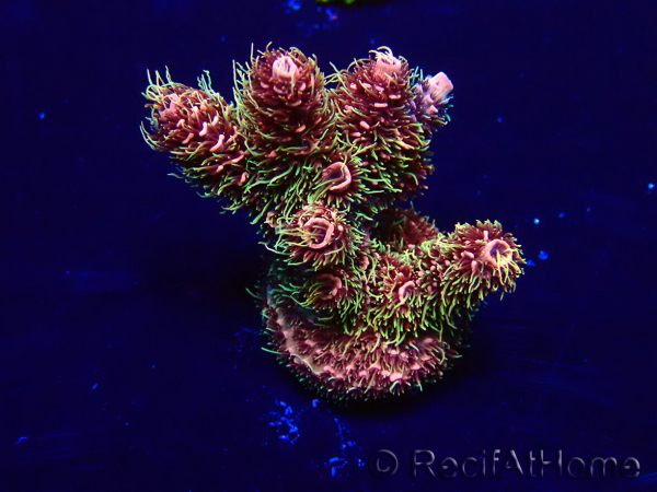 WYSIWYG Acropora Mariculture acclimated LED
