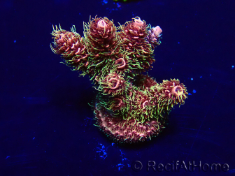 WYSIWYG Acropora Maricultura aclimatada LED