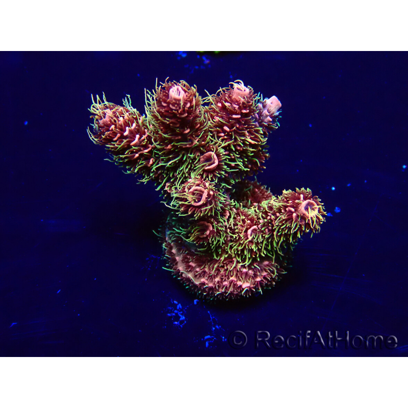 WYSIWYG Acropora Maricultura aclimatada LED