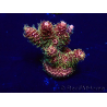 WYSIWYG Acropora Marikultur akklimatisiert LED