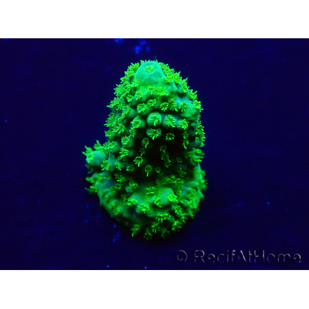 WYSIWYG Acropora 15W5 Mariculture acclimaté led