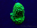 WYSIWYG Acropora Mariculture acclimated LED