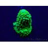 WYSIWYG Acropora 15W5 Mariculture acclimaté led