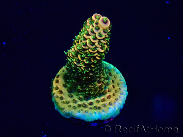 WYSIWYG Acropora Maricoltura acclimatata a LED