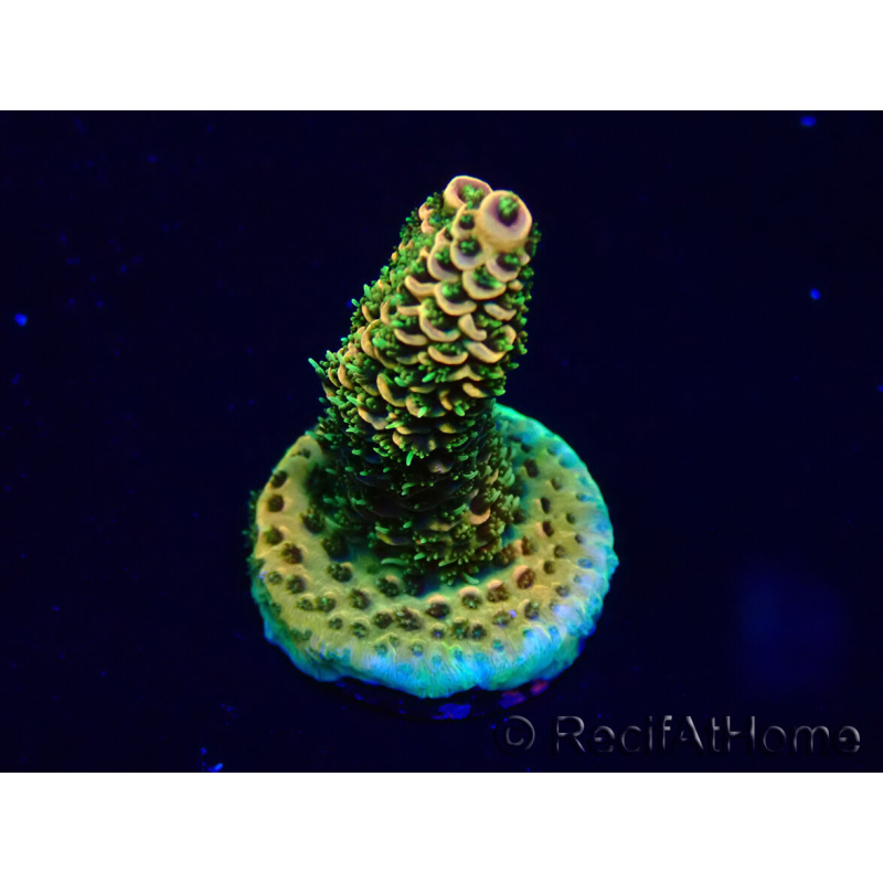 WYSIWYG Acropora Maricoltura acclimatata a LED