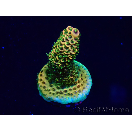 WYSIWYG Acropora Maricultuur geacclimatiseerd LED