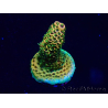 WYSIWYG Acropora Maricoltura acclimatata a LED