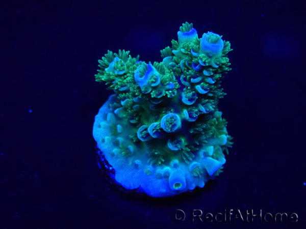 WYSIWYG Acropora Maricultuur geacclimatiseerd LED