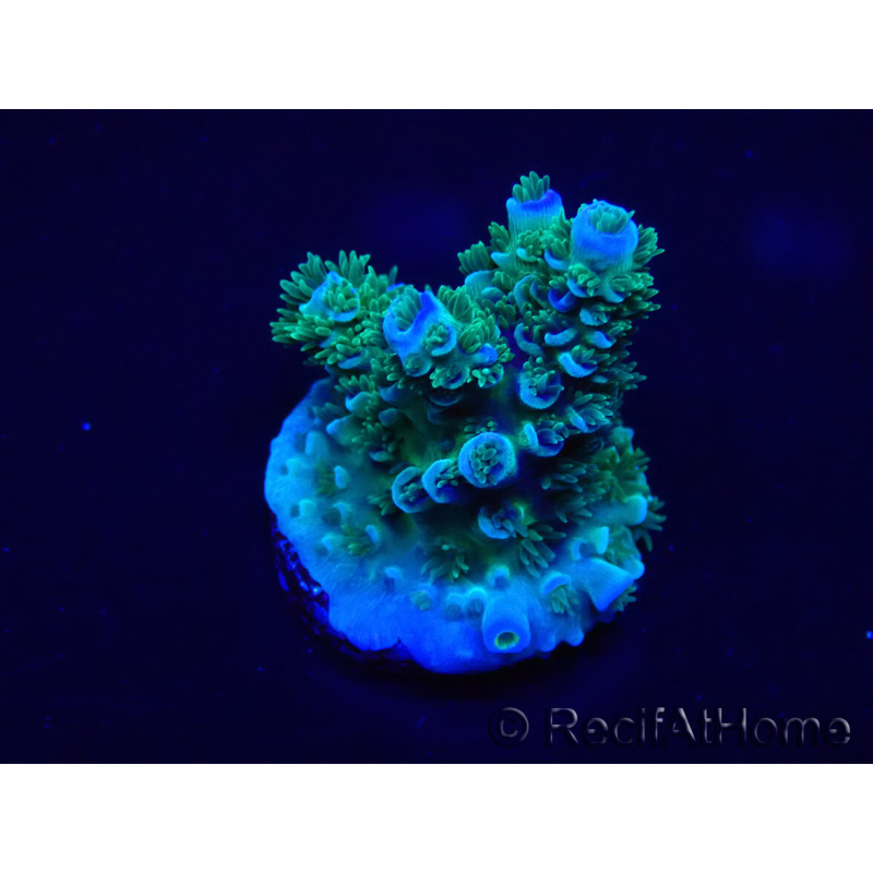 WYSIWYG Acropora Mariculture acclimated LED