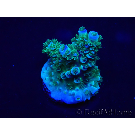 WYSIWYG Acropora Marikultur akklimatisiert LED