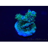 WYSIWYG Acropora 15W7 Mariculture acclimaté led