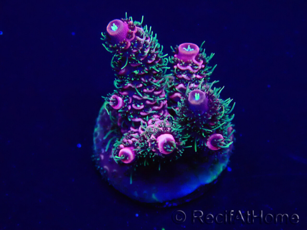 WYSIWYG Acropora Maricoltura acclimatata a LED