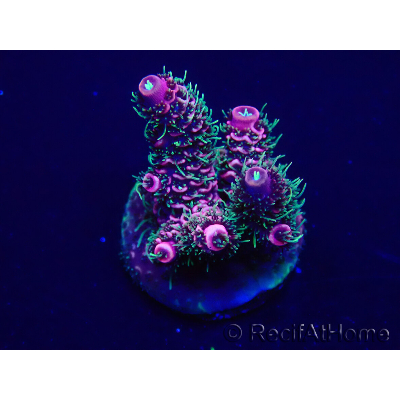WYSIWYG Acropora Mariculture acclimated LED