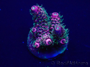 WYSIWYG Acropora Maricultuur geacclimatiseerd LED