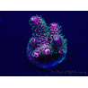 WYSIWYG Acropora Mariculture acclimated LED