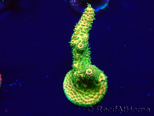 WYSIWYG Acropora 15W9 Mariculture acclimaté led