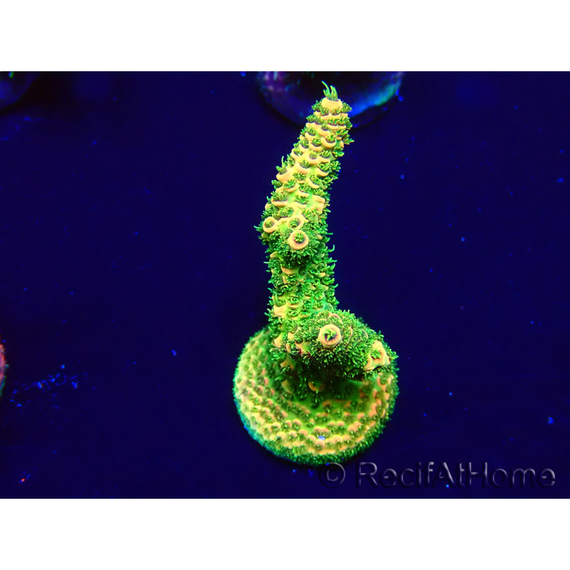 WYSIWYG Acropora Maricultuur geacclimatiseerd LED