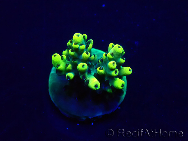 WYSIWYG Acropora Mariculture acclimated LED
