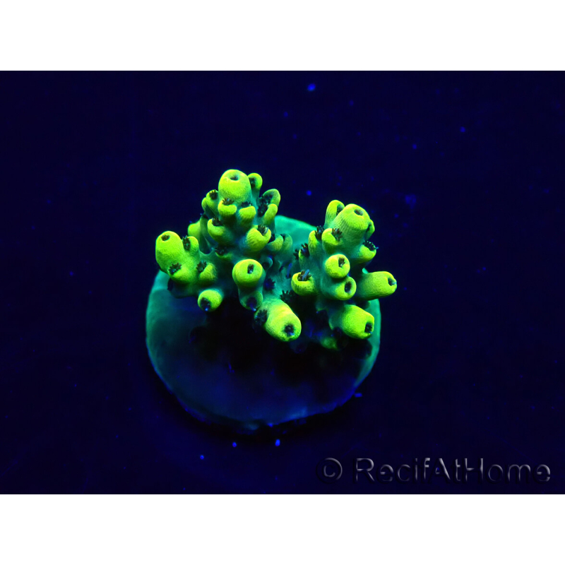WYSIWYG Acropora Maricultuur geacclimatiseerd LED