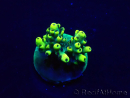 WYSIWYG Acropora Maricoltura acclimatata a LED