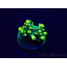 WYSIWYG Acropora 15W11 Mariculture acclimaté led