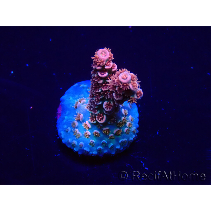 WYSIWYG Acropora 15W12 Mariculture acclimaté led