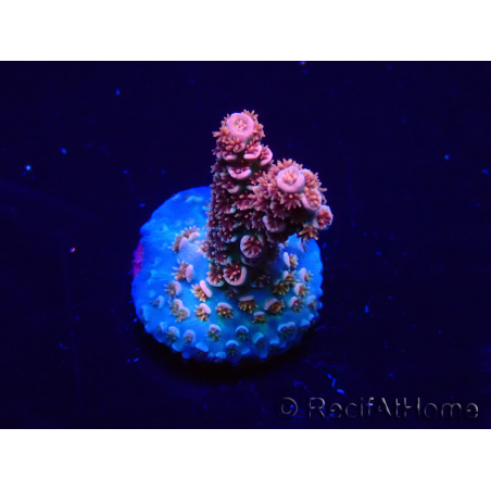 WYSIWYG Acropora Maricultura aclimatada LED